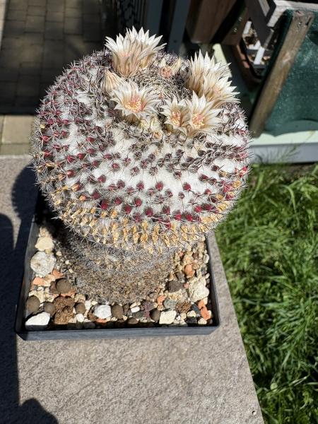 Mammillaria hahniana spec.
